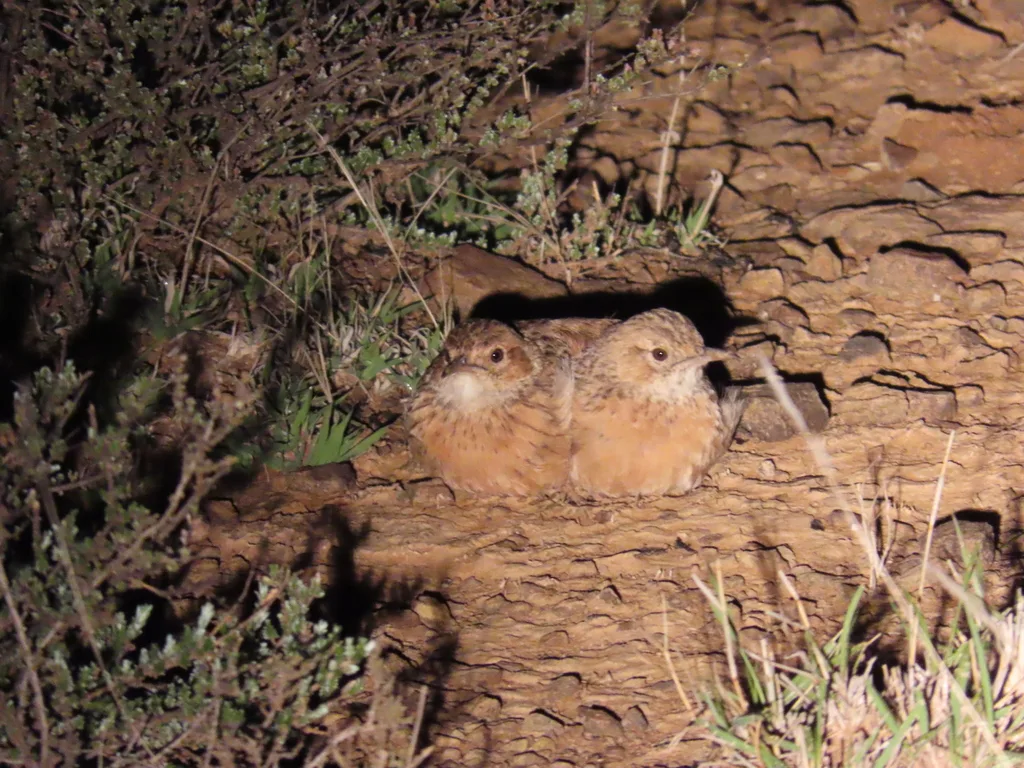 直爪百灵(Chersomanes albofasciata)