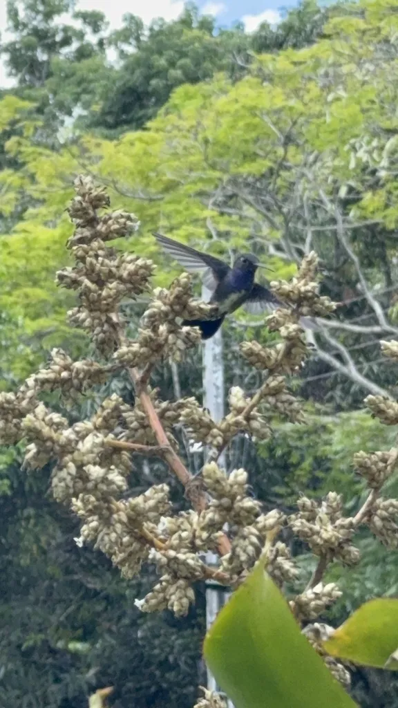 蓝喉蜂鸟(Chionomesa lactea)