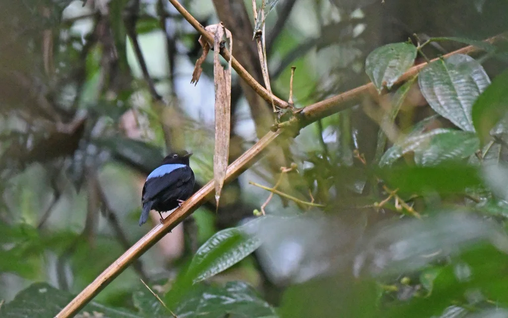 玻利维亚娇鹟（Chiroxiphia boliviana）