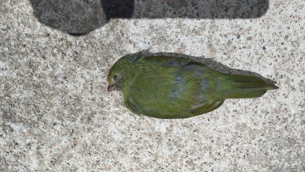 燕尾娇鹟(Chiroxiphia caudata)