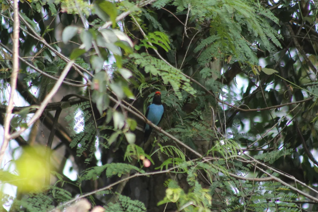燕尾娇鹟(Chiroxiphia caudata)