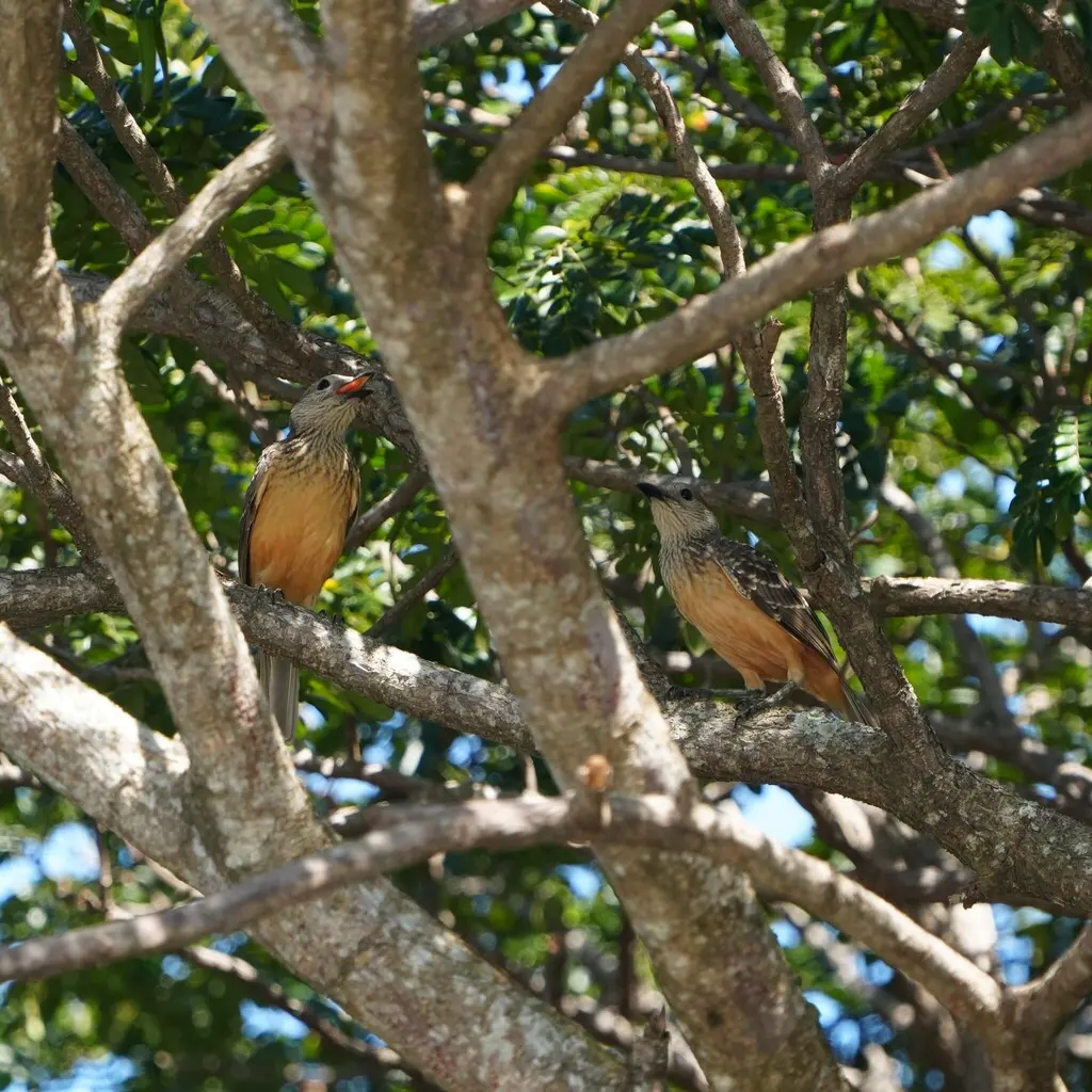浅黄胸大亭鸟(Chlamydera cerviniventris)