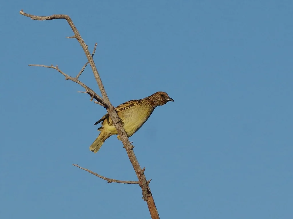 西大亭鸟(Chlamydera guttata)