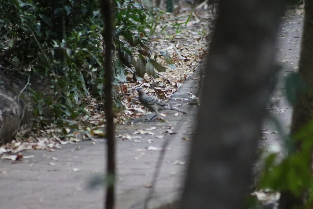大亭鸟（Chlamydera nuchalis）