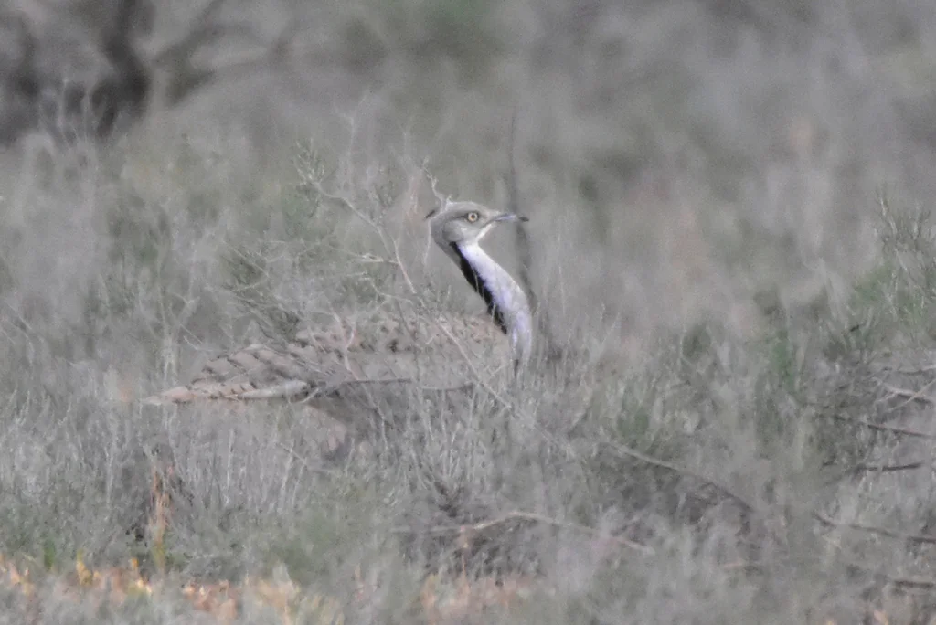 波斑鸨(Chlamydotis macqueenii)