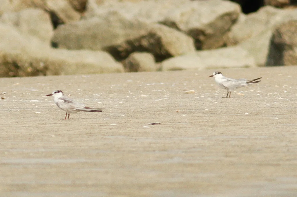 须浮鸥(Chlidonias hybrida)