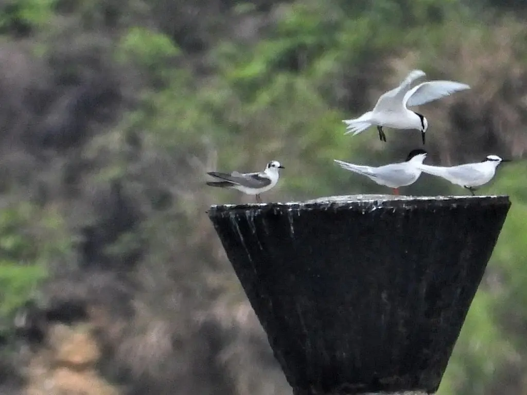 白翅浮鸥(Chlidonias leucopterus)