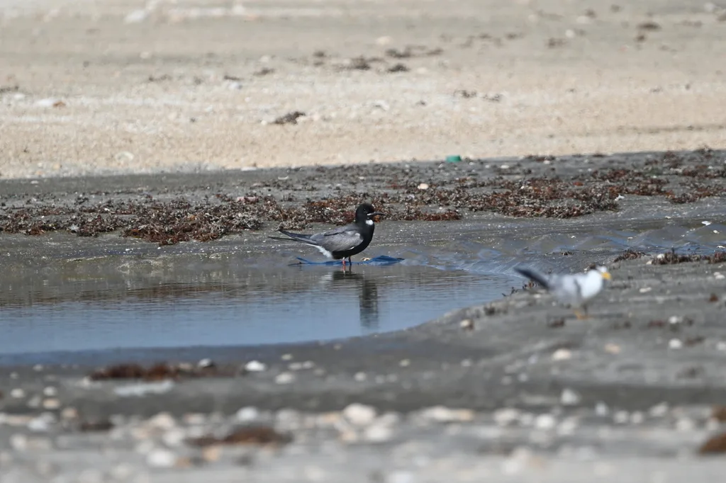 黑浮鸥(Chlidonias niger)