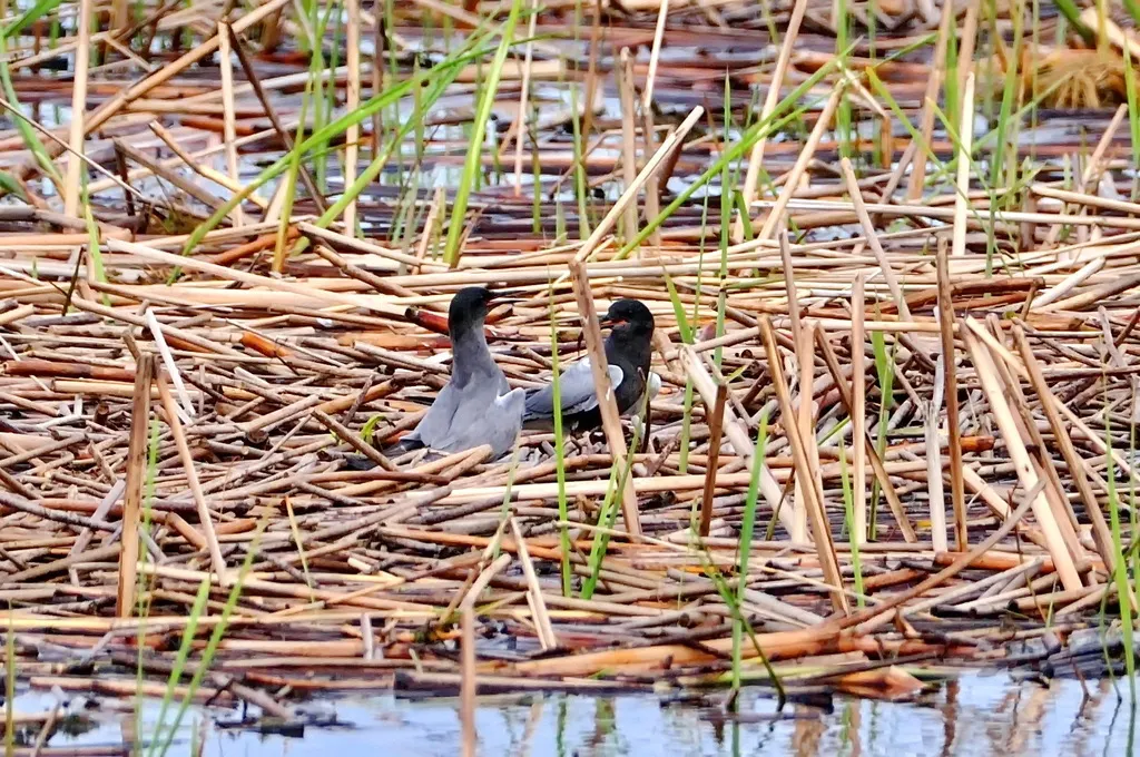 黑浮鸥(Chlidonias niger)