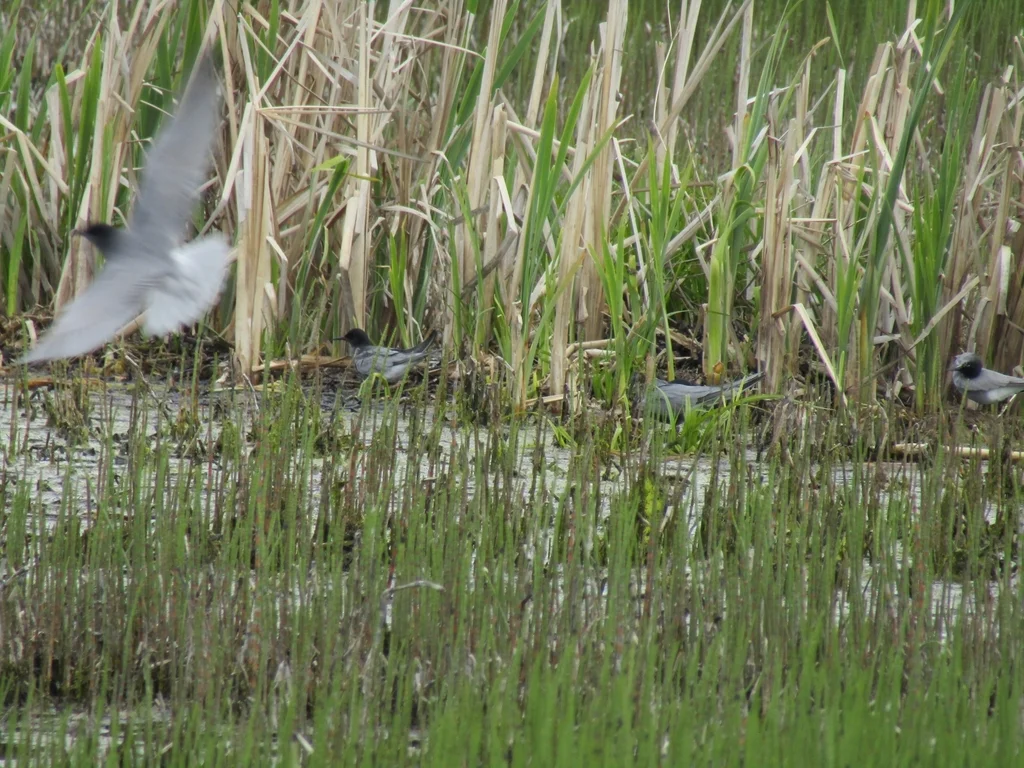 黑浮鸥(Chlidonias niger)