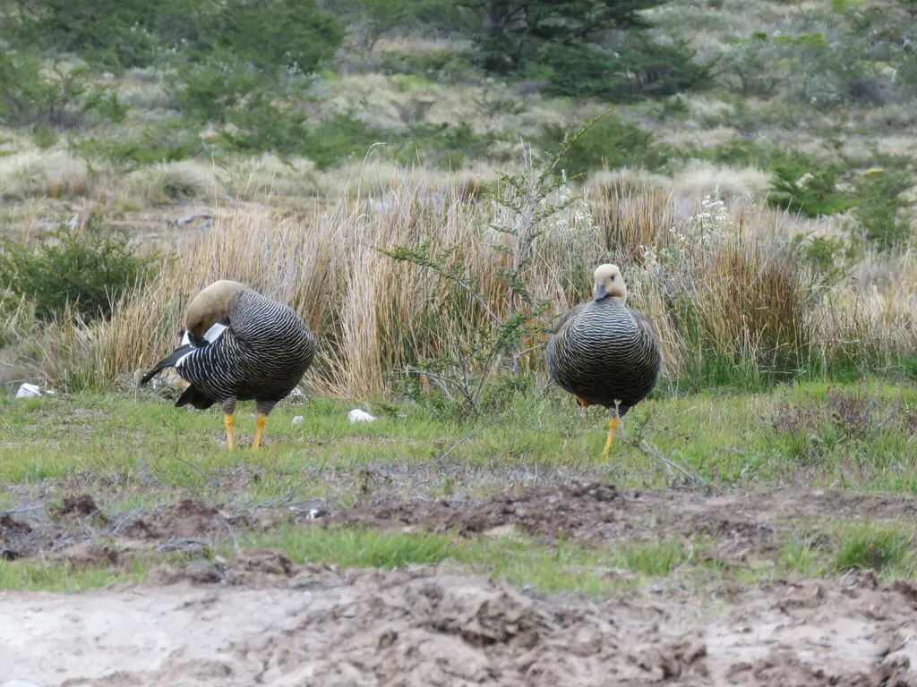 斑胁草雁(Chloephaga picta)