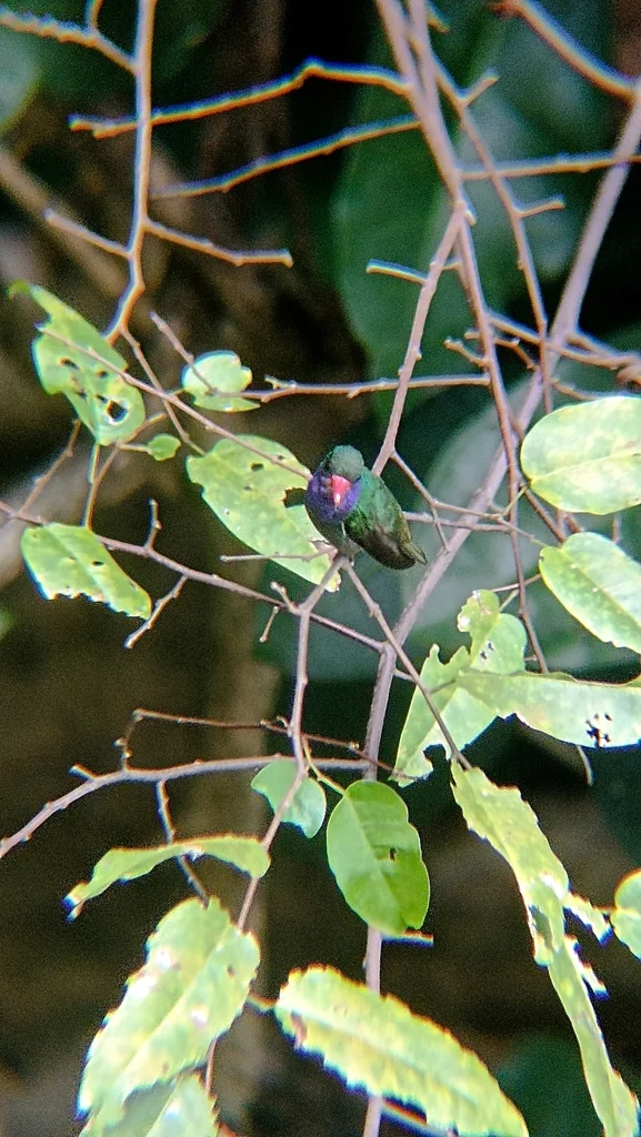 蓝喉红嘴蜂鸟（Chlorestes eliciae）