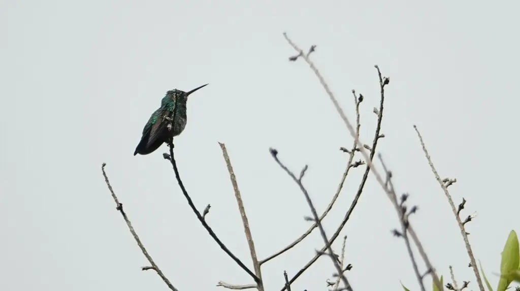 蓝颏青蜂鸟(Chlorestes notata)