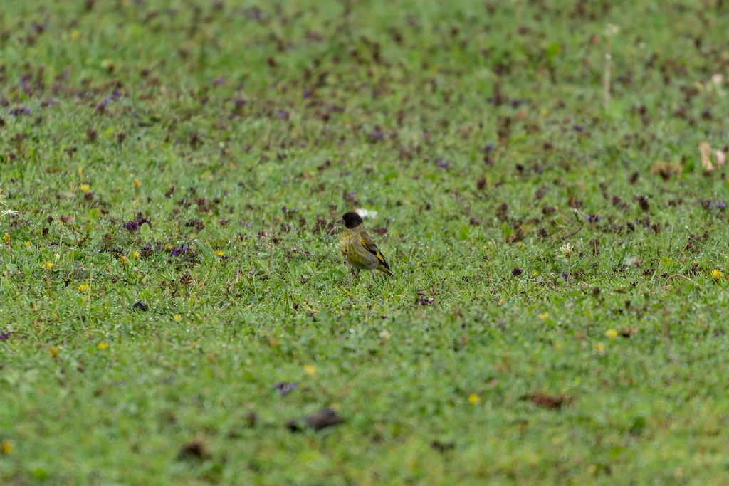 黑头金翅雀(Chloris ambigua)