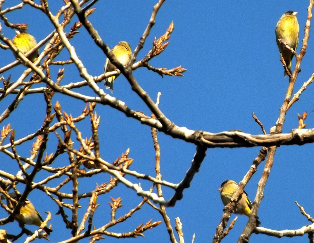 黑头金翅雀(Chloris ambigua)