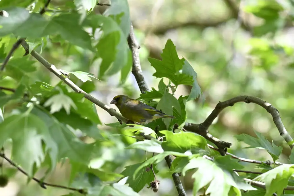 欧金翅雀(Chloris chloris)