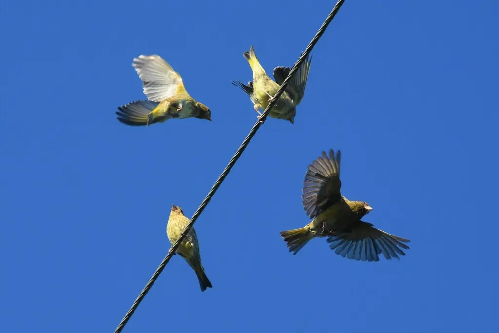 欧金翅雀(Chloris chloris)