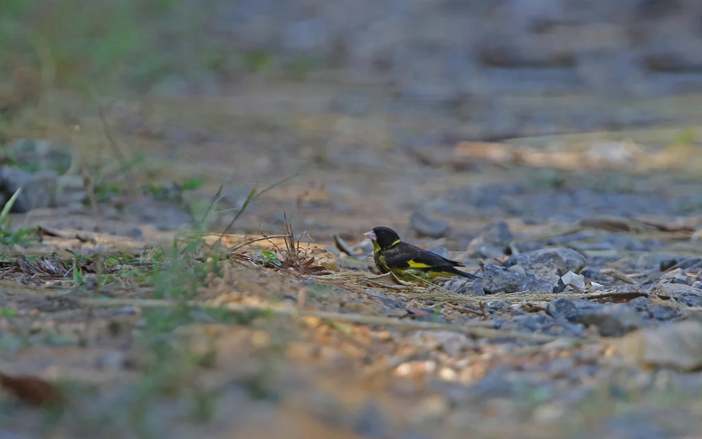 越南金翅雀(Chloris monguilloti)