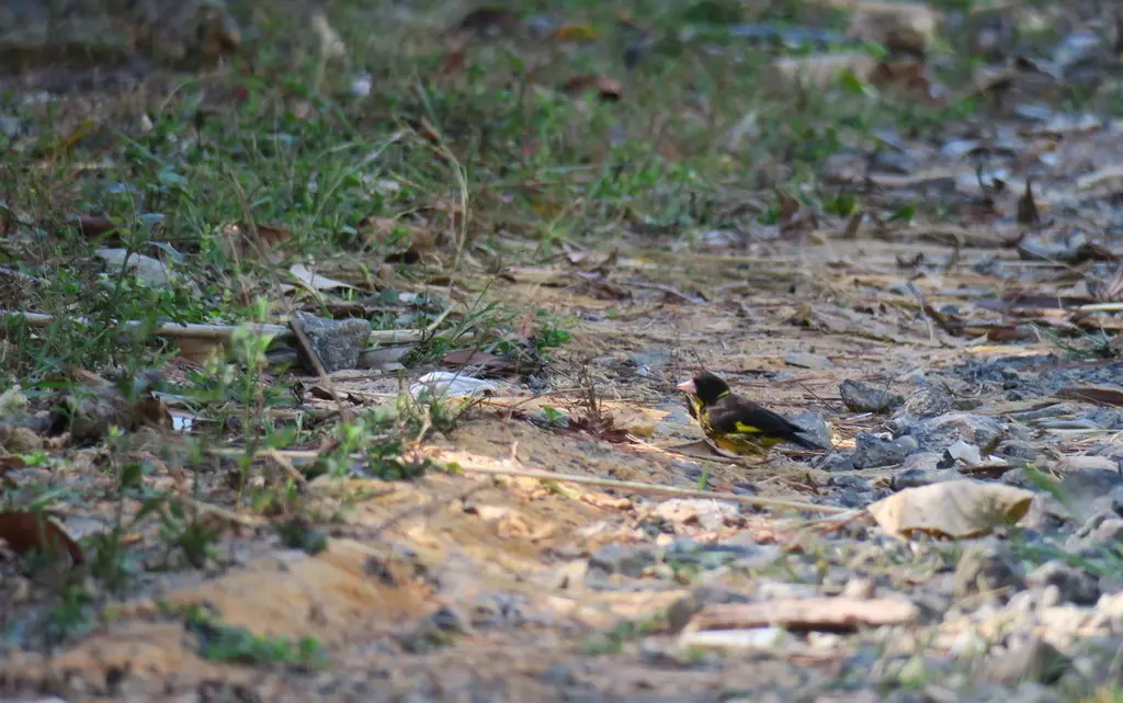 越南金翅雀(Chloris monguilloti)