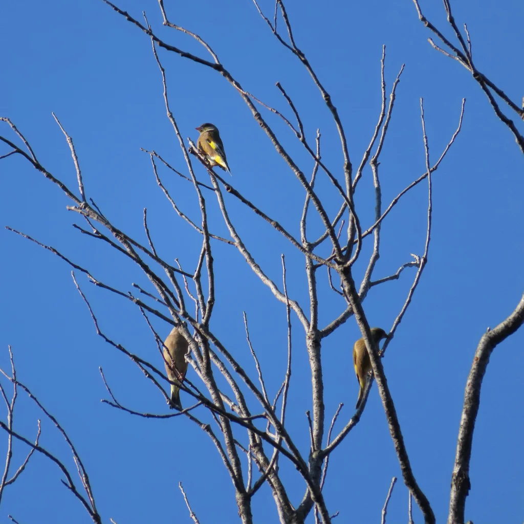 金翅雀(Chloris sinica)