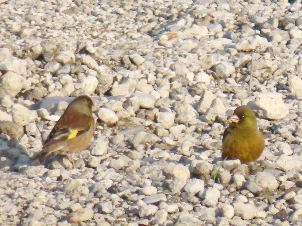 金翅雀(Chloris sinica)