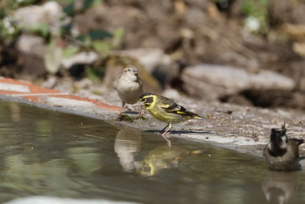 高山金翅雀（Chloris spinoides）