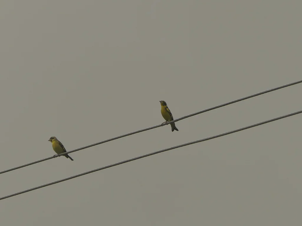 高山金翅雀（Chloris spinoides）