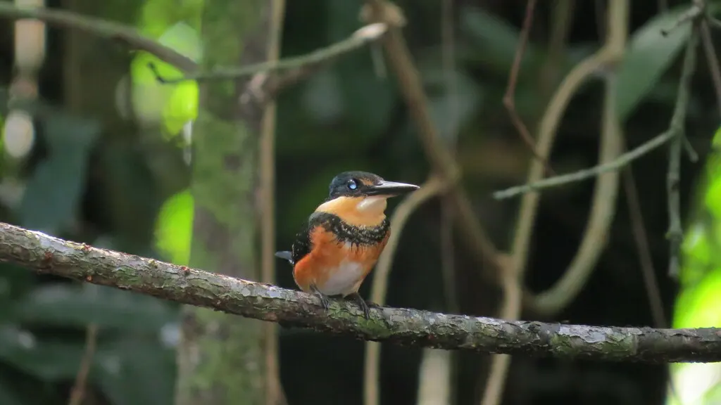 侏绿鱼狗(Chloroceryle aenea)