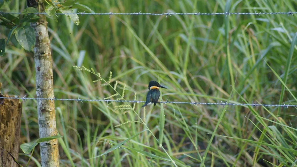 侏绿鱼狗(Chloroceryle aenea)