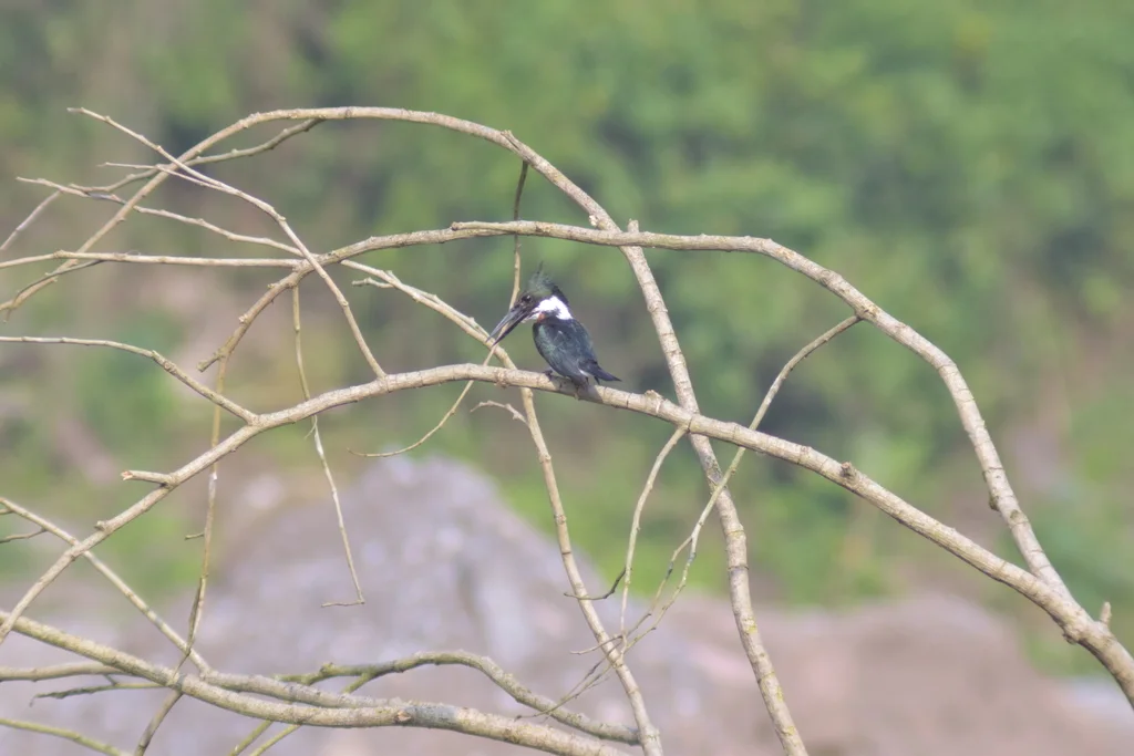 亚马逊绿鱼狗(Chloroceryle amazona)
