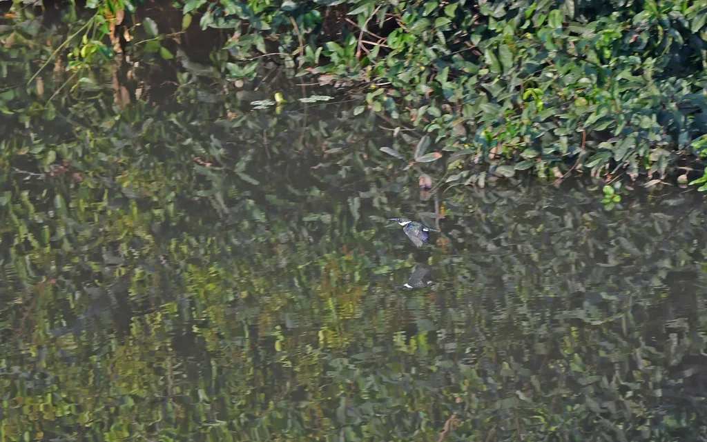 亚马逊绿鱼狗(Chloroceryle amazona)