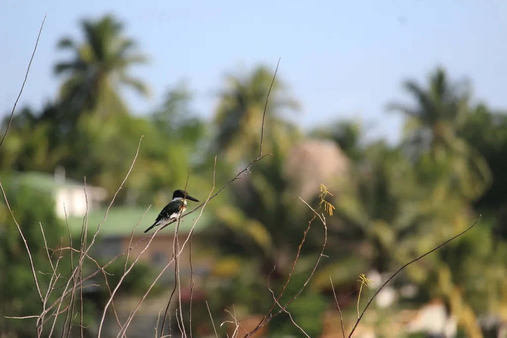 绿鱼狗(Chloroceryle americana)