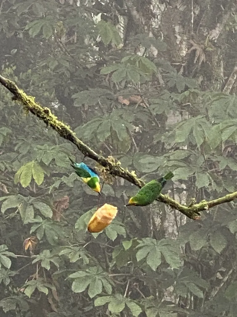 彩绿雀(Chlorochrysa nitidissima)