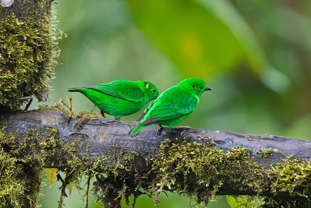 辉绿雀(Chlorochrysa phoenicotis)