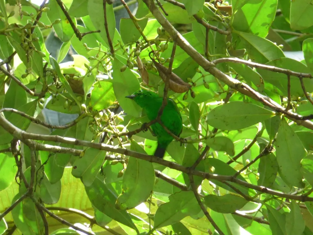 辉绿雀(Chlorochrysa phoenicotis)