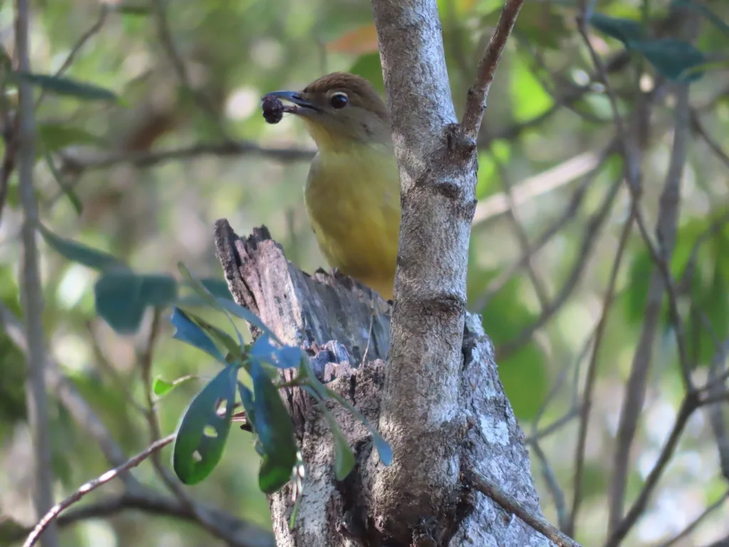 黄腹绿鸫鹎(Chlorocichla flaviventris)