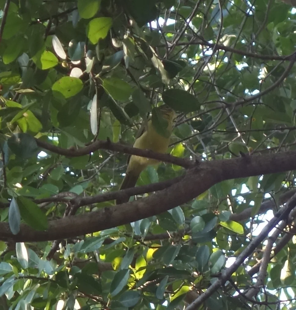黄腹绿鸫鹎(Chlorocichla flaviventris)