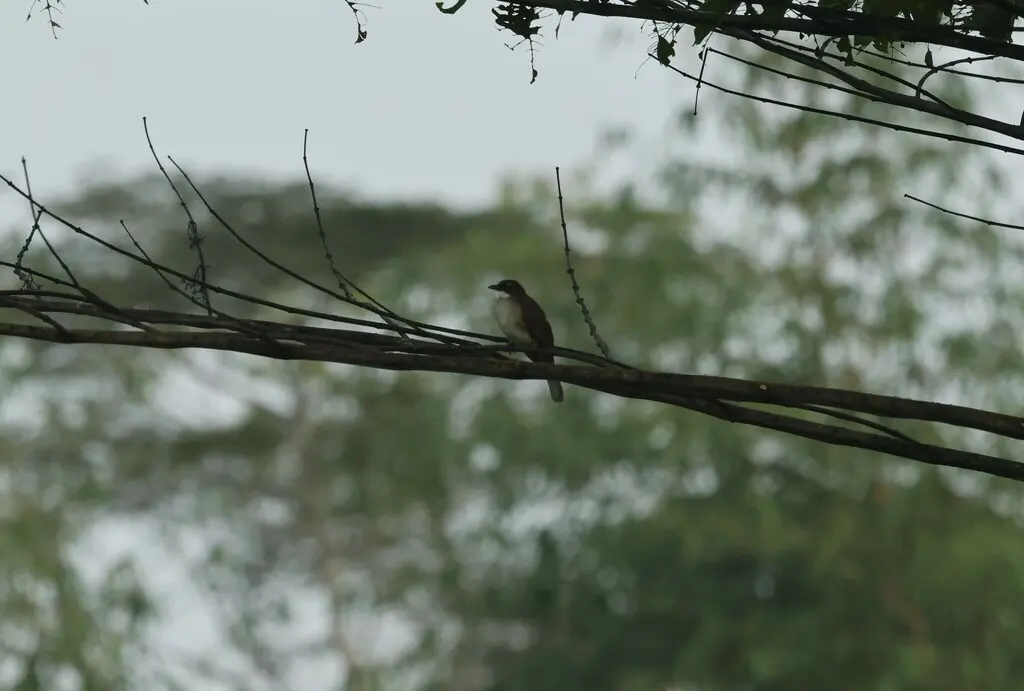 绿鸫鹎(Chlorocichla simplex)