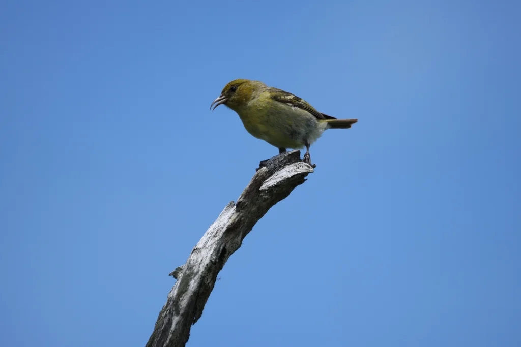 瓦岛绿雀(Chlorodrepanis flava)
