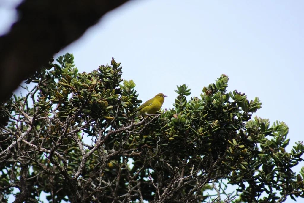 瓦岛绿雀(Chlorodrepanis flava)