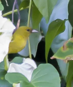 瓦岛绿雀(Chlorodrepanis flava)