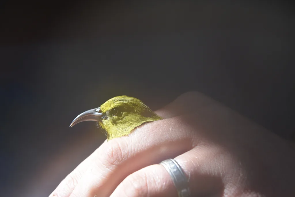考岛绿雀(Chlorodrepanis stejnegeri)