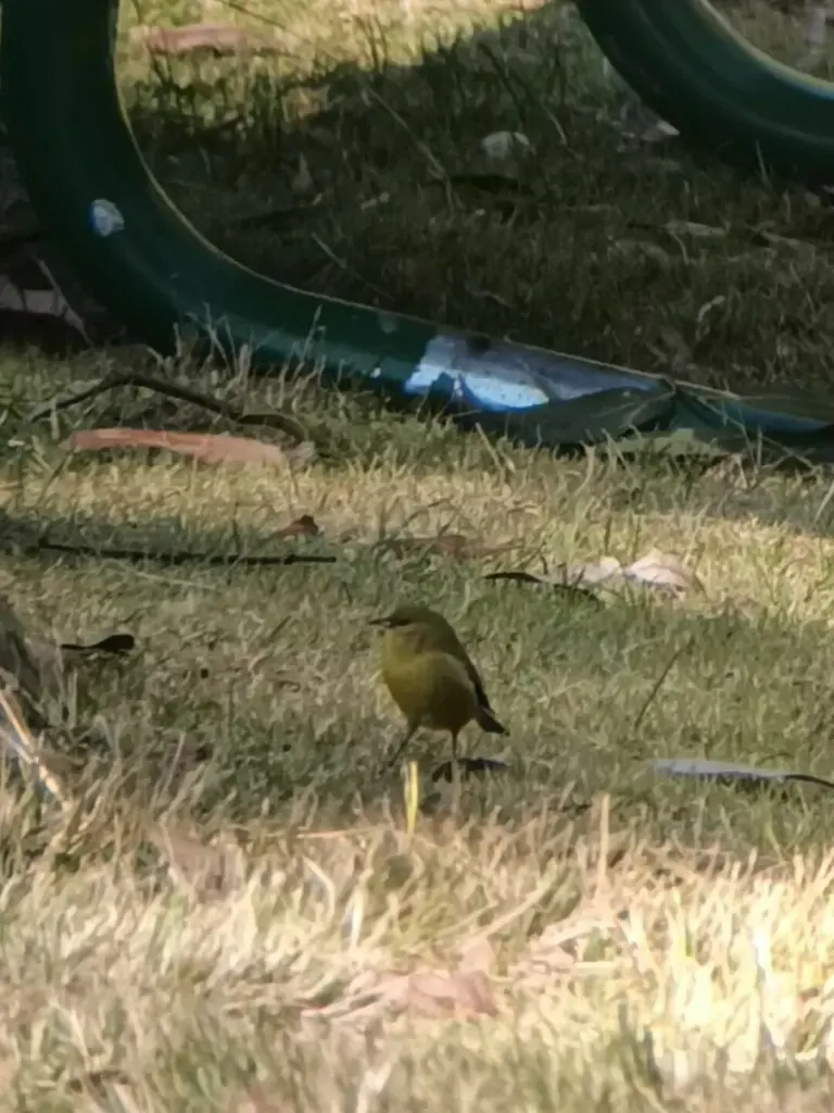 夏威夷绿雀（Chlorodrepanis virens）