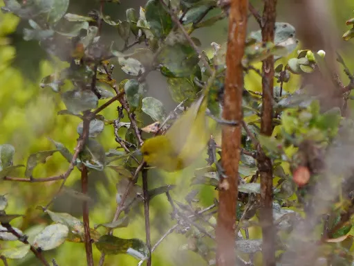夏威夷绿雀（Chlorodrepanis virens）