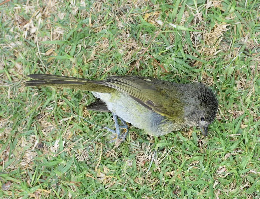 暗绿丛鵙（Chlorophoneus olivaceus）
