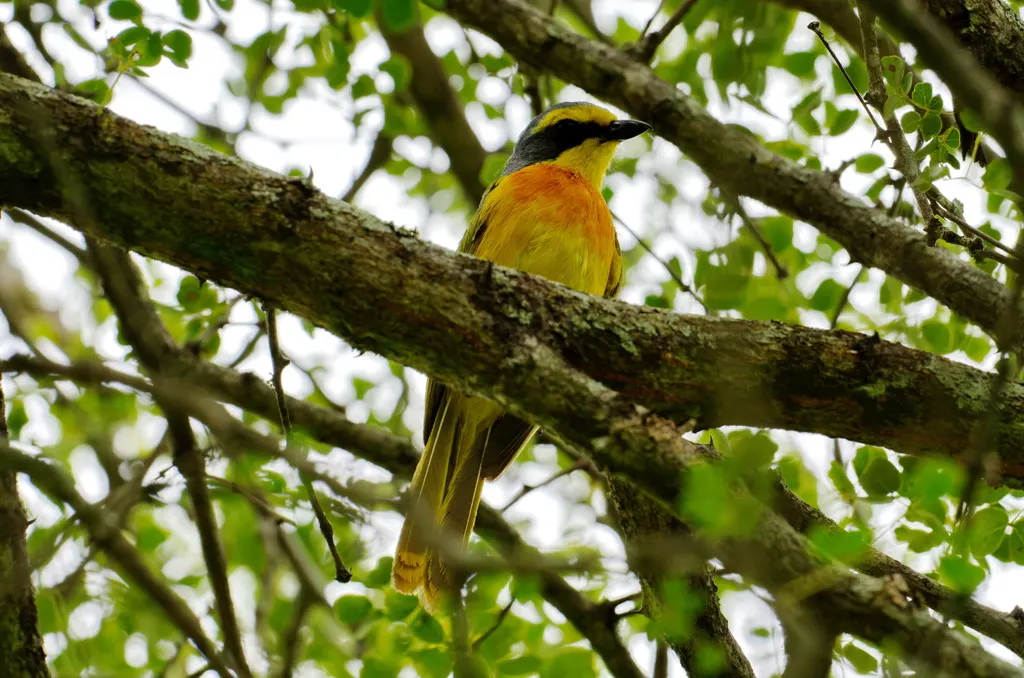 橙胸丛鵙(Chlorophoneus sulfureopectus)
