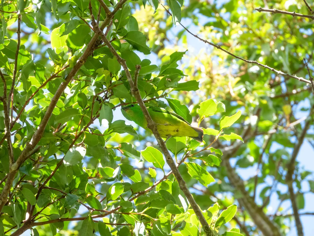 金眉绿雀（Chlorophonia callophrys）