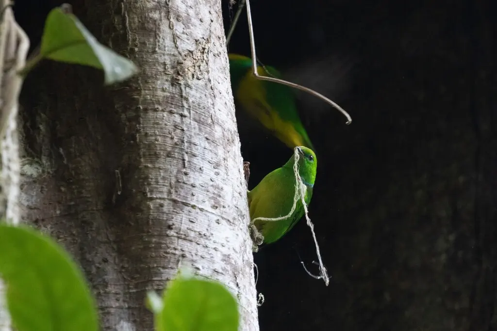 金眉绿雀（Chlorophonia callophrys）