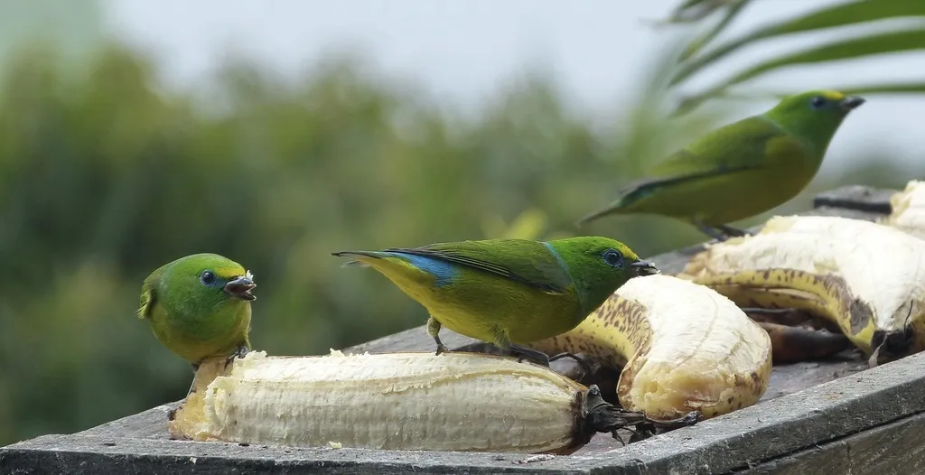 蓝枕绿雀（Chlorophonia cyanea）