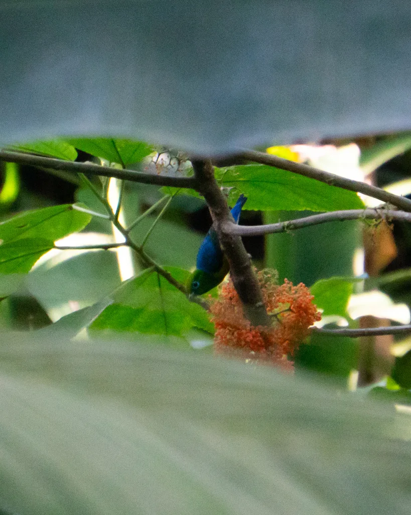 蓝枕绿雀（Chlorophonia cyanea）
